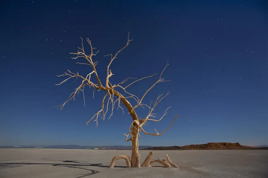 Salton Sea Accident Tree